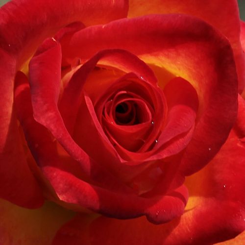 Online rózsa vásárlás - Sárga - Vörös - virágágyi floribunda rózsa - diszkrét illatú rózsa - Rosa Alinka - DICKSON, Alexander Patrick - Sok virágot hoz, melyek tartósak.